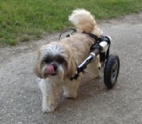 Hunderohllstühle um die Hinterbeine unterstützen, Größe L (10.1-20 kg)